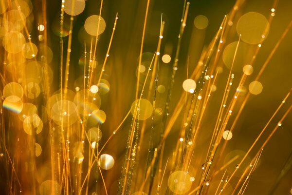 Gouttes lumineuses de rosée dans l herbe