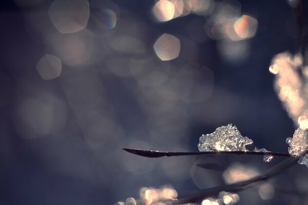 Winter twigs in the snow