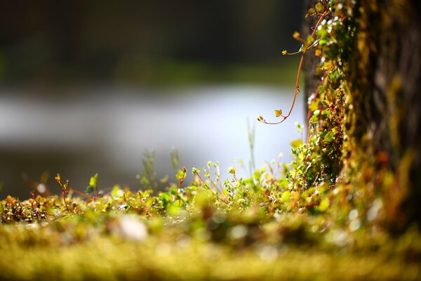 A living wall with small plants in macro photography