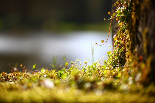 Pared viva con plantas pequeñas en fotografía macro