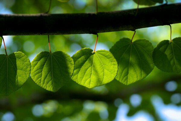 Fogliame verde primaverile su un ramoscello in tutta la sua gloria