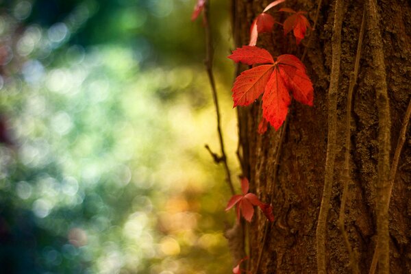 Красный лист на стволе дерева