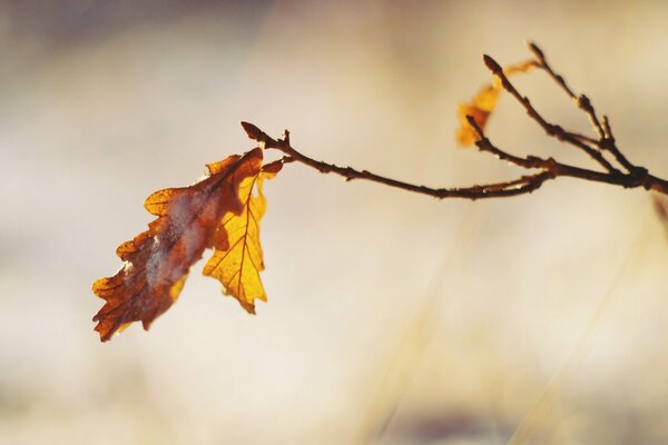 Feuilles de chêne fanées