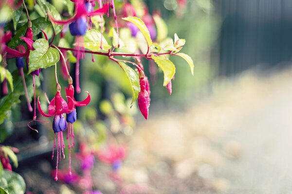 Fleurs chinoises dans la rue