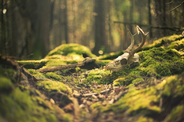 Photo of a forest with moss and a skull