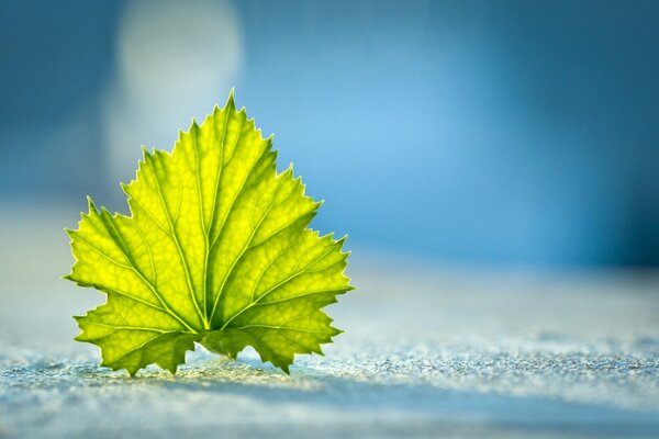 Feuille verte sur le gros plan de sable