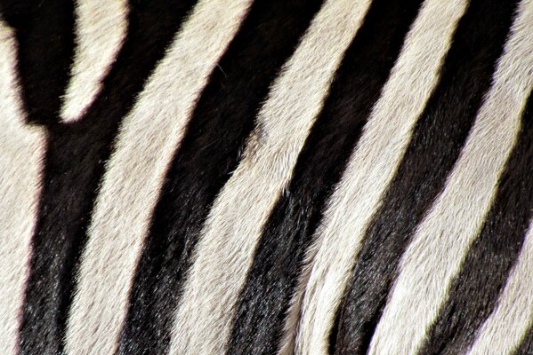 Black and white zebra stripes