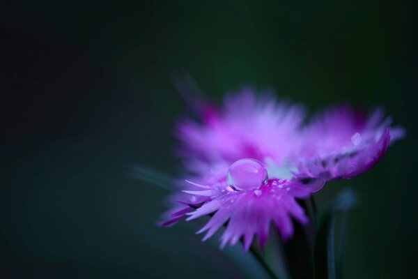 Ein Tropfen Tau auf eine Feldnelke scheint ihre Farbe zu verändern. Die Blütenblätter spiegeln einen rosa Farbton wider