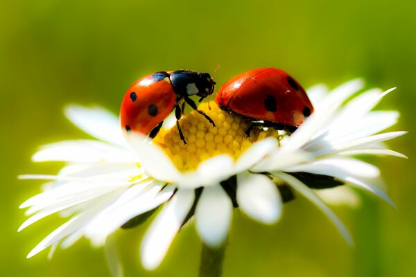 Fiore di margherita con coccinella