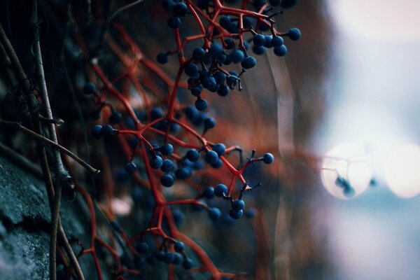 Composizione blu rosso-bacche su un ramo