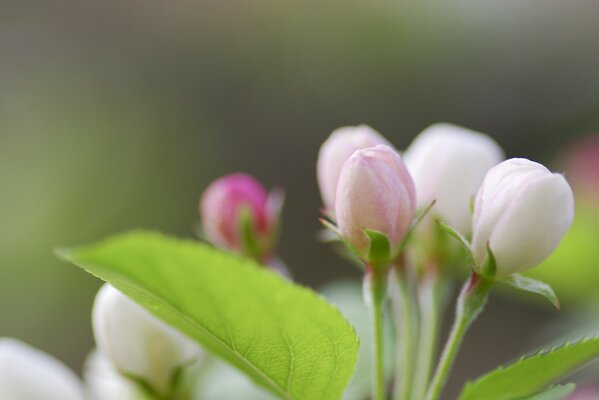 Frühlingsknospen blühen im Garten