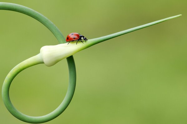 Ladybug landed on the arrow