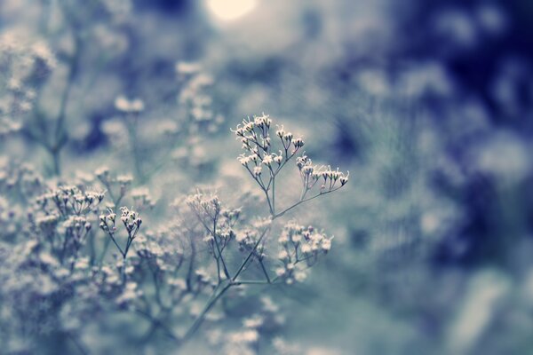 Flores silvestres a la luz de la mañana