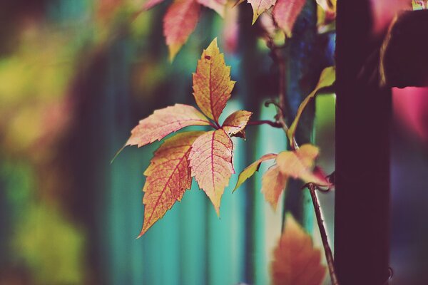 Gruß des Herbstes mit orangefarbenen Blättern