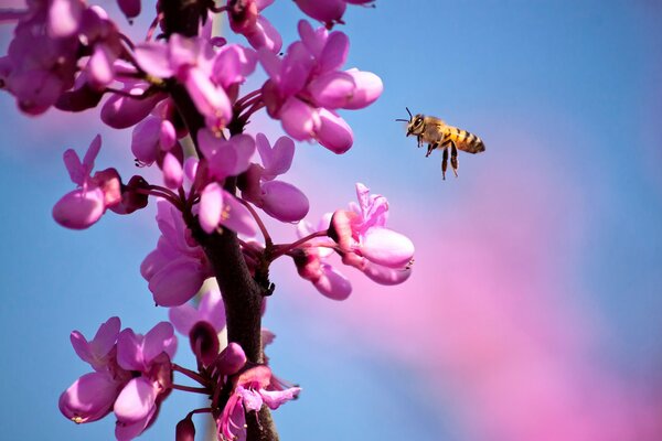 Frühling Biene sammelt Niktar