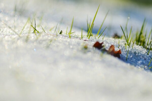 Young blades of grass make their way out from under the snow