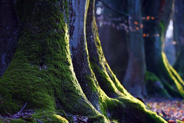 Muschio verde su una quercia enorme