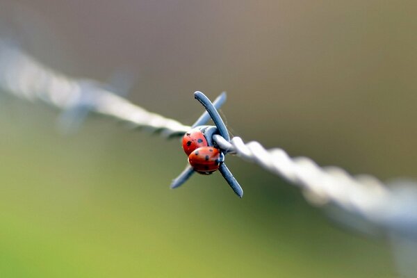 Ladybugs on a wire macro photography