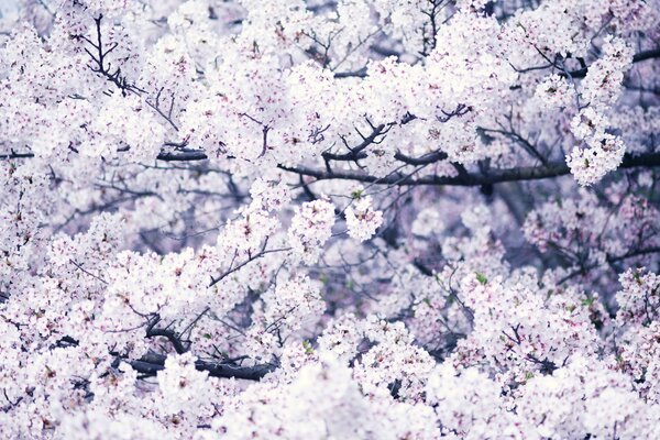 Beautiful flowers blooming in spring on a tree