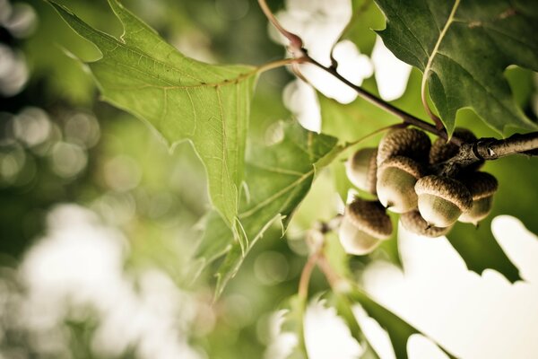 Oak branch with acorns