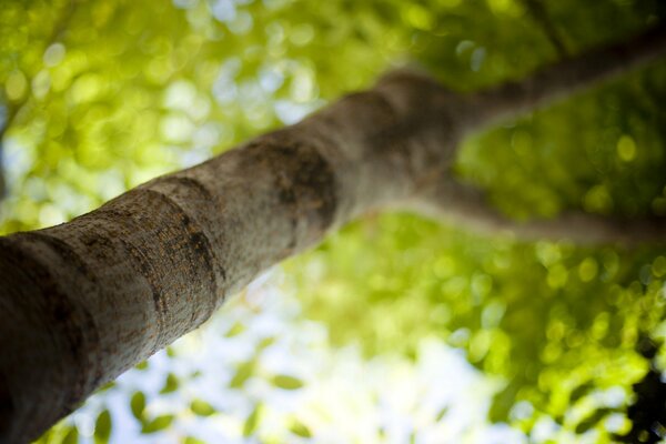 Bark and foliage of a tall tree