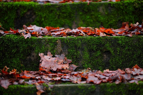 Jesienne liście i mech na schodach