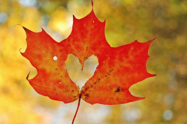 Maple leaf with a heart close-up