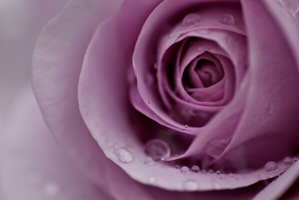 Bouton de rose lilas délicat dans des gouttes de rosée