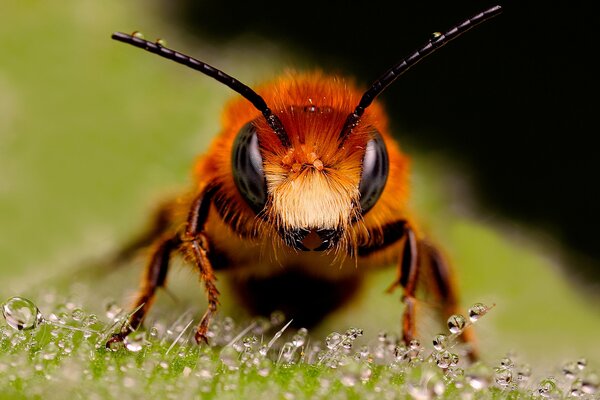 Макро фото рыжей пчелы на капельках