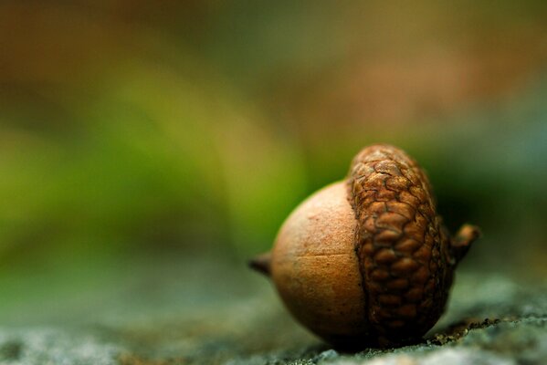 An acorn with a brown hat on the ground