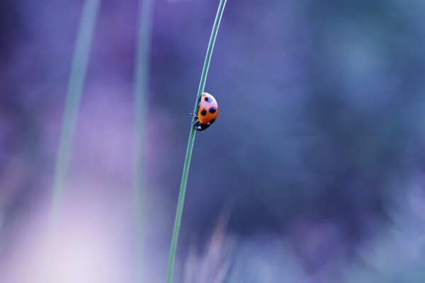 Ladybug crawling on a blade of grass