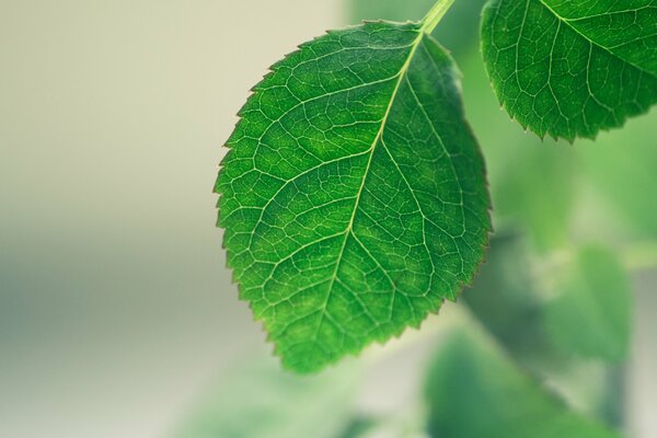 Foto macro della foglia verde