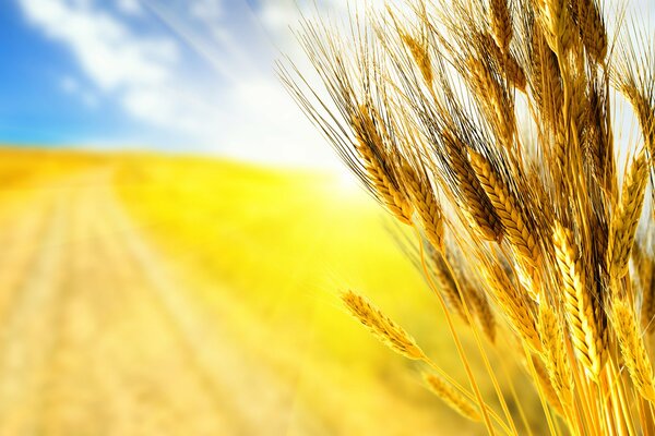 Orecchio d autunno sono su uno sfondo di un campo giallo