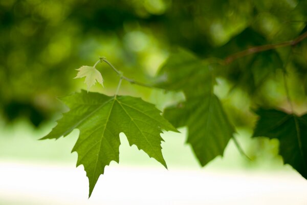 Macro spring green leaves