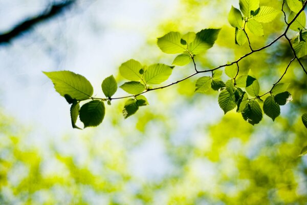 Wallpaper with the image of green leaves in macro photography
