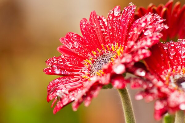 Rote Blüten mit kleinen Tropfen bedeckt