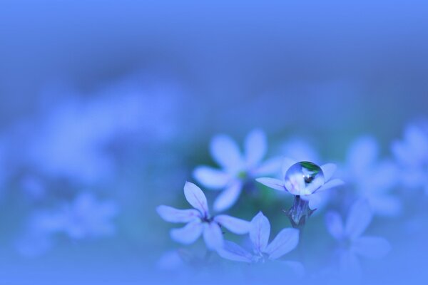 Goccia di rugiada su delicati fiori blu