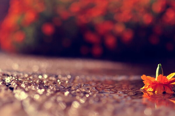 A flower bud on a wet road