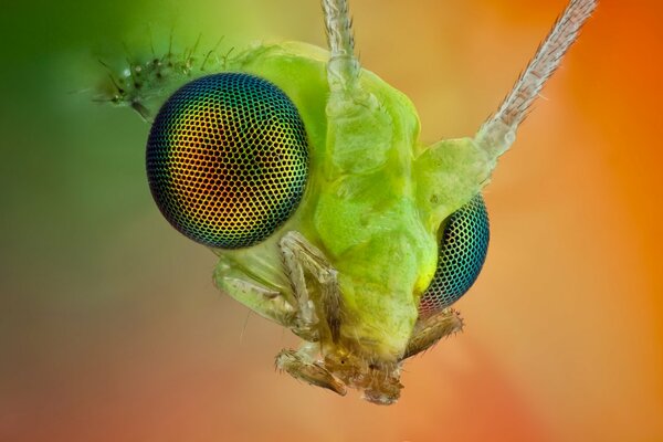 Netzaugen des grünen Insekts