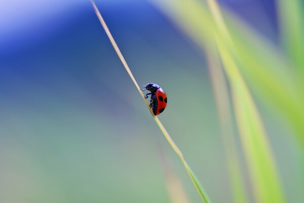 Coccinelle sur l herbe