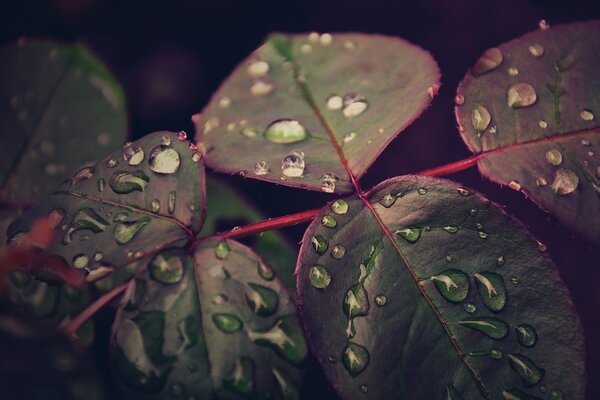 Drops on leaves after rain