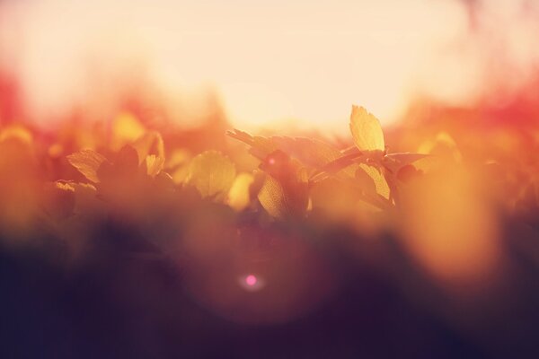 Makrofoto der Blätter im Morgengrauen