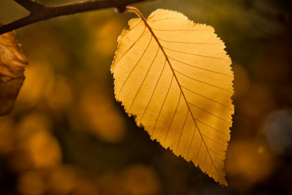 Hoja de árbol amarillo sobre fondo borroso