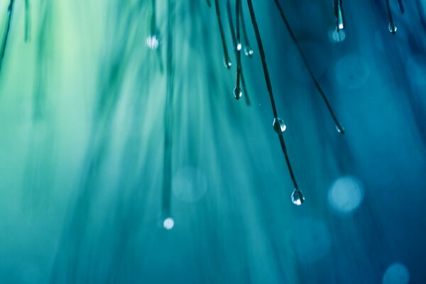 Morning dew on pine needles