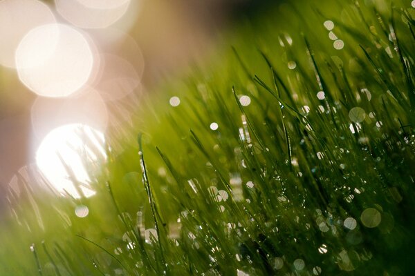 A fresh morning with a blade of grass on the field