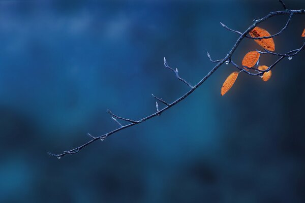 A tree branch with almost flown leaves and drops of water on a blurry blue background