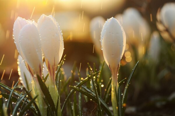 Knospe bei sonnigem Regen