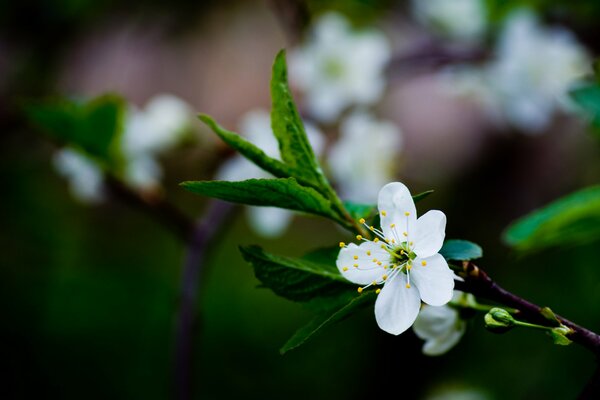 Flor de una rama de cerezo en una fotografía macro