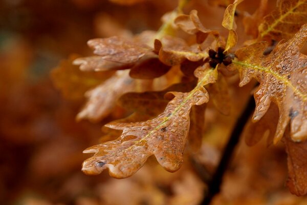 Autumn time leaves after rain