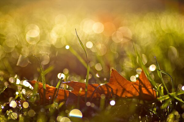 Macro photo of a fallen leaf in dew